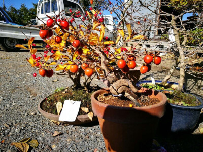 日本老鸦柿