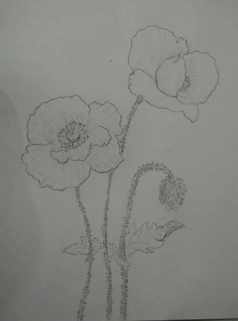 素描花类