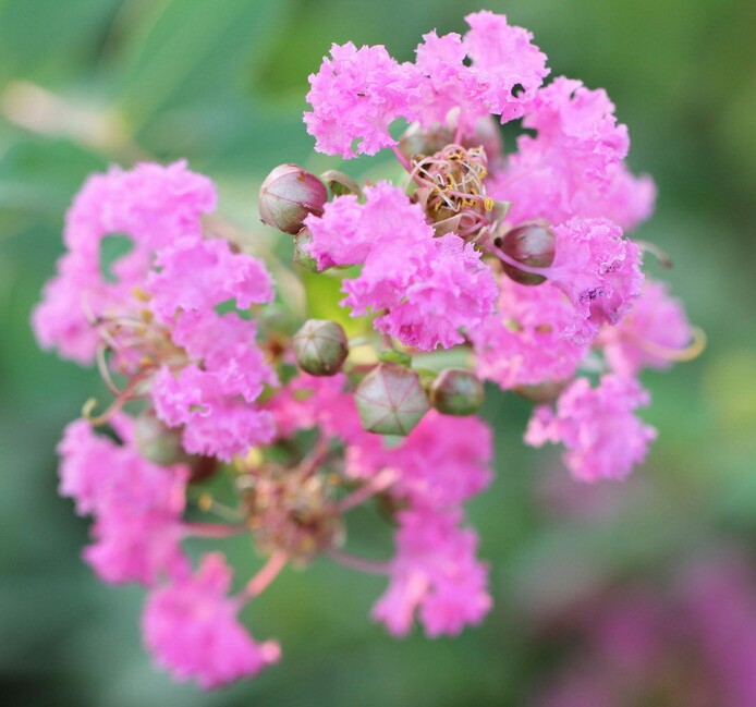 紫薇,别名:痒痒花,痒痒树,紫金花,紫兰 堆糖,美图壁纸兴趣社区