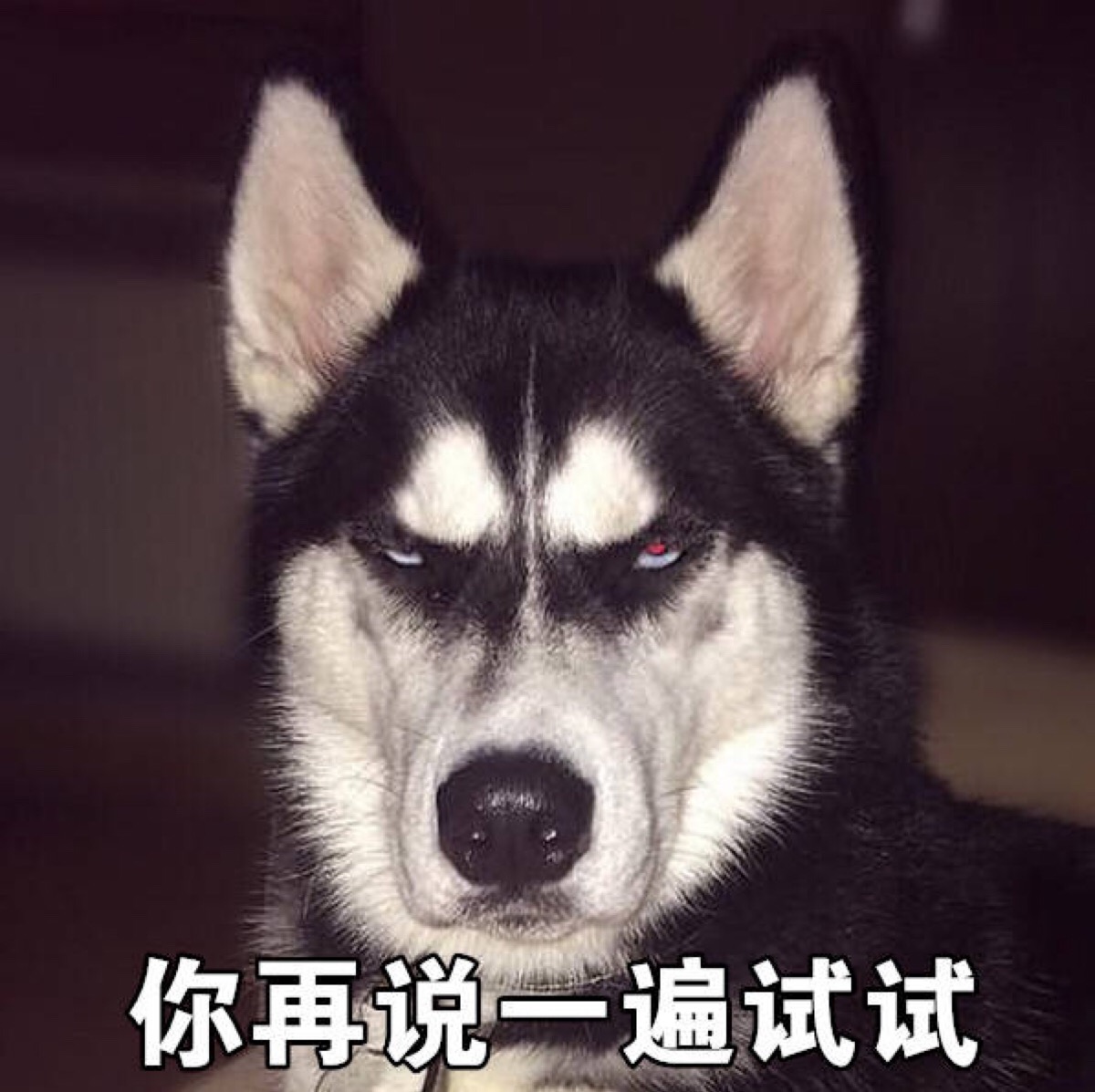 聊天专用#逗比二哈表情,怼死你!