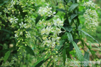 垂茉莉(clerodendrum wallichii),又名垂枝茉莉,黑叶龙吐珠,马鞭草科