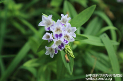 紫苏草(limnophila aromatica) ,又名麻省草,双漫草,民间称为止咳草