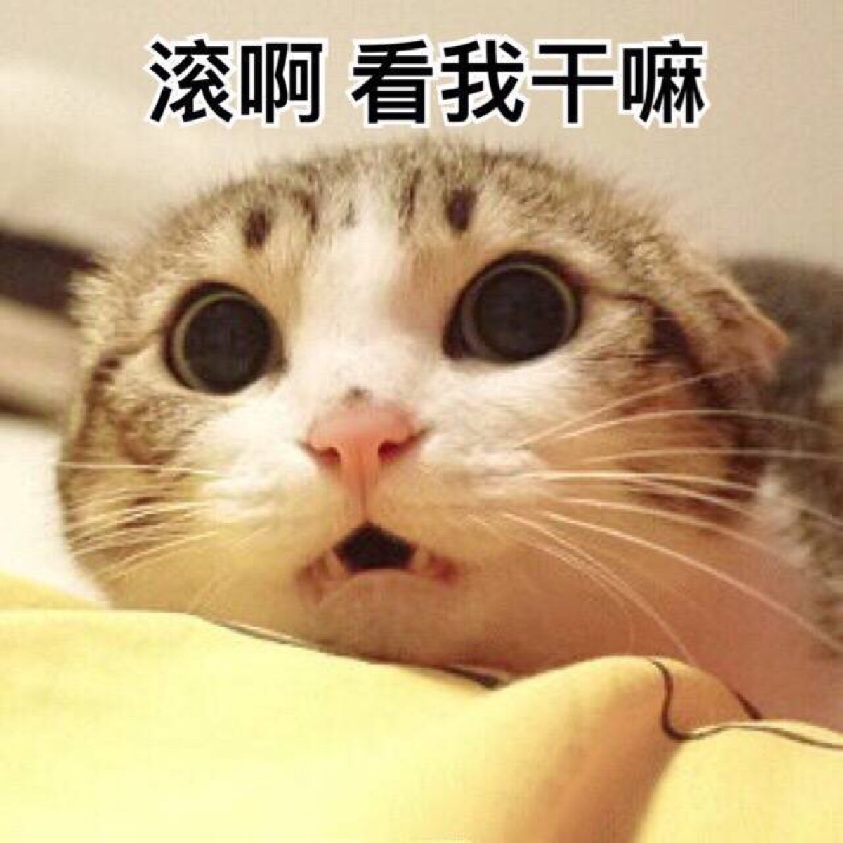 看我干嘛