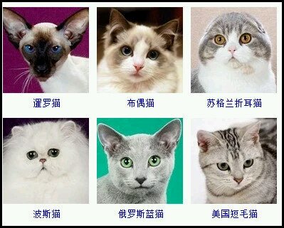 猫咪大百科,哪一只是你心仪的小宝贝