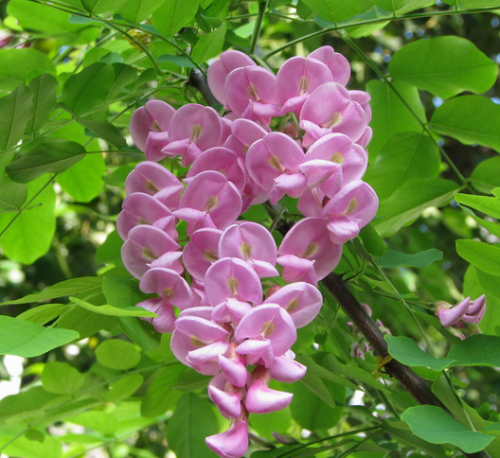 香花槐又名富贵树,(拉丁名为:robinia pseudoacacia cv.