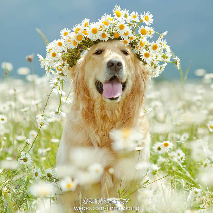 带花环微笑着的金毛,看见它是不是充满好心情呢?