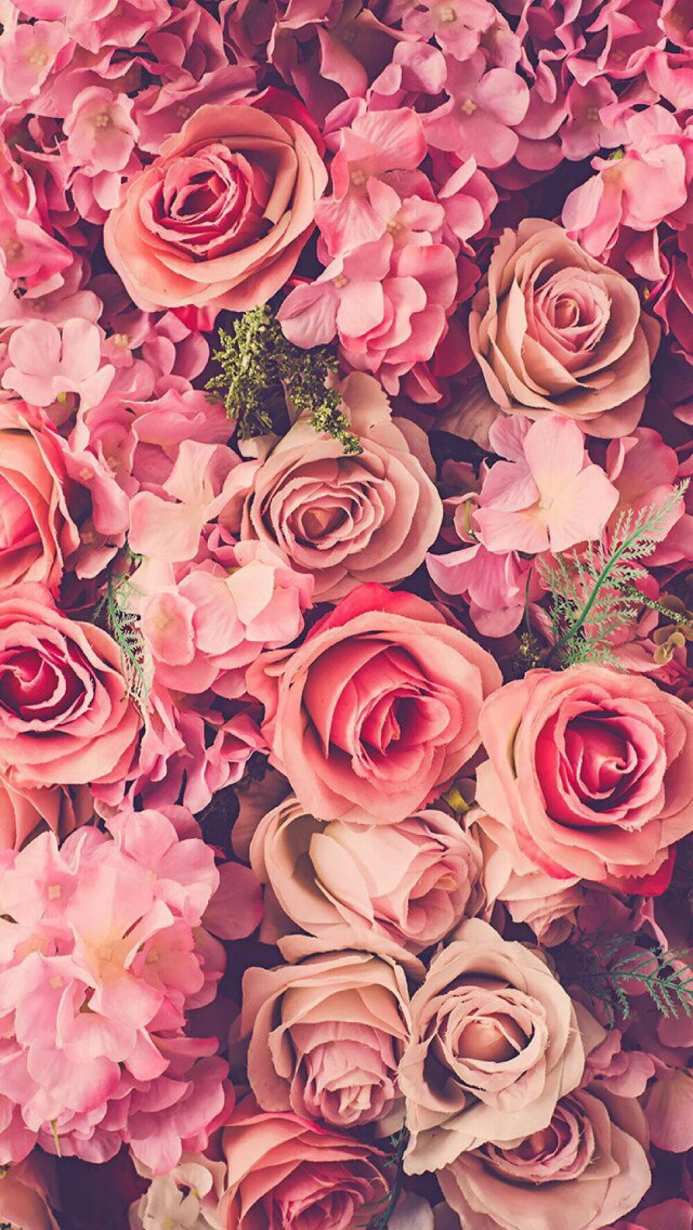 粉色 繁花 少女 花朵 玫瑰 美丽 壁纸