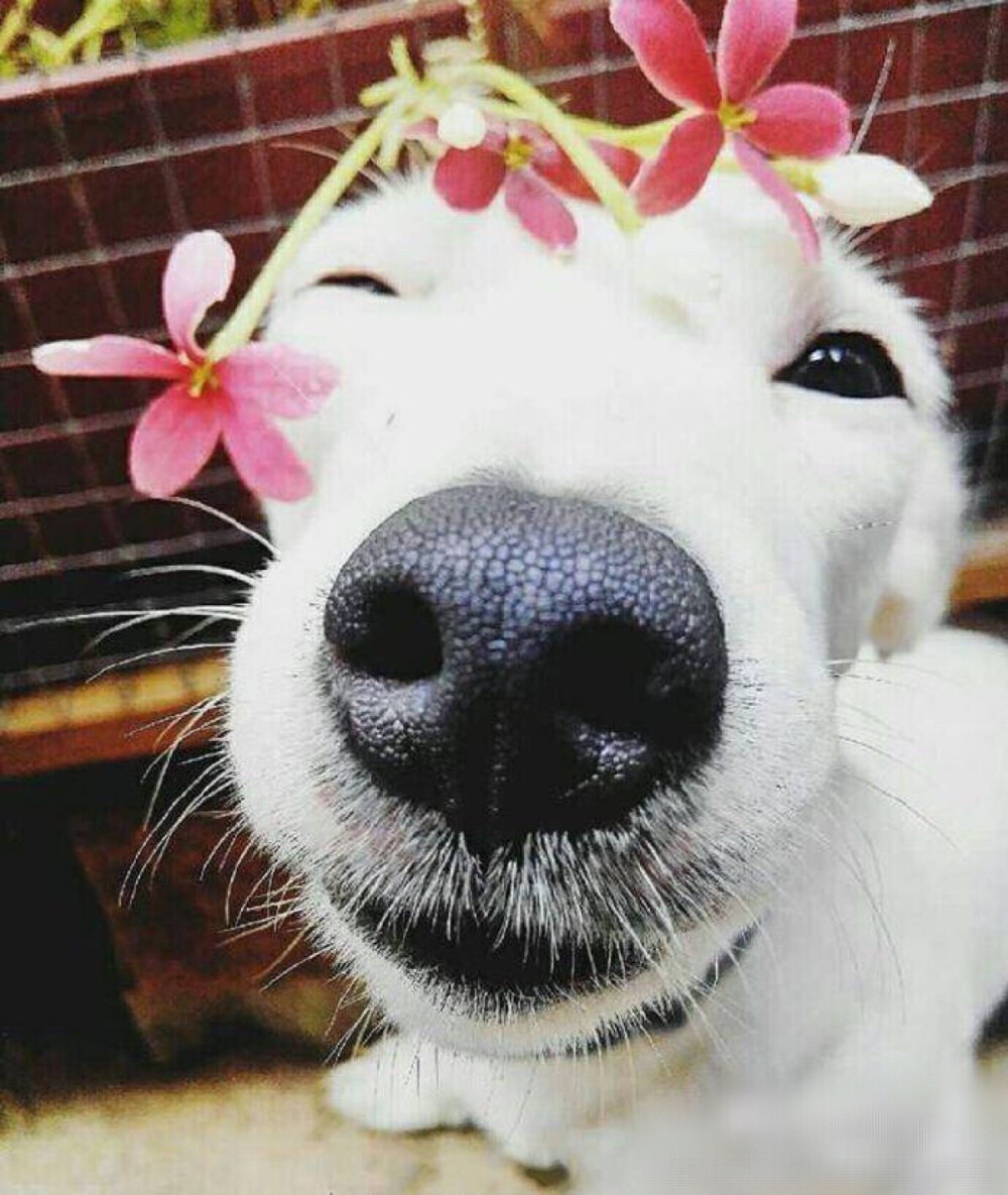 唯有来自内心的真诚微笑才能感染人!