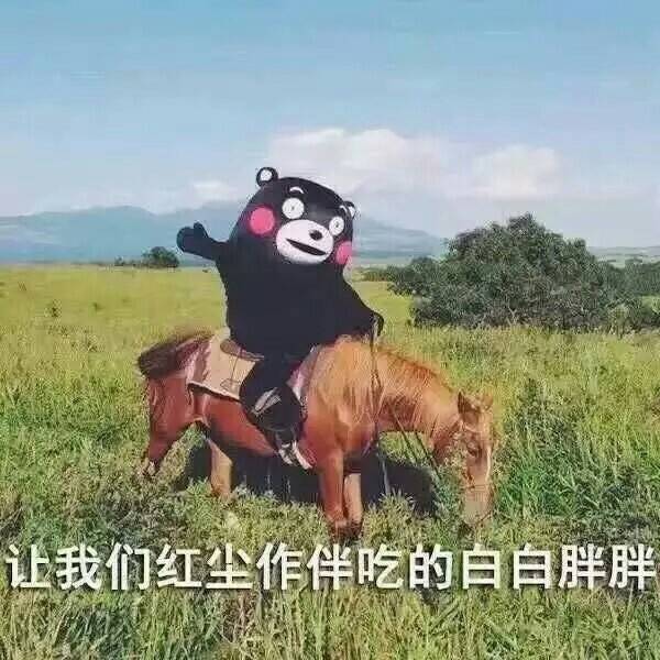 熊本熊表情包#羊驼驼的表情包#让我们红尘作伴吃的白白胖胖