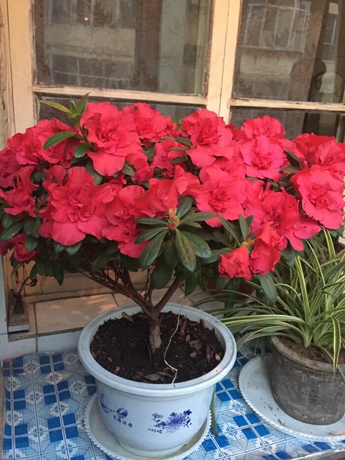 祝我从此幸福,还祝我枯萎不渡