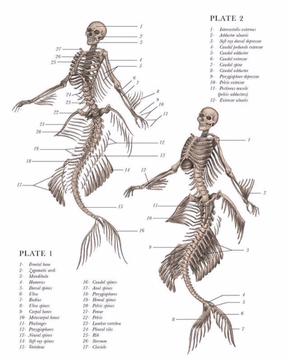 手绘素材,人鱼,骨骼