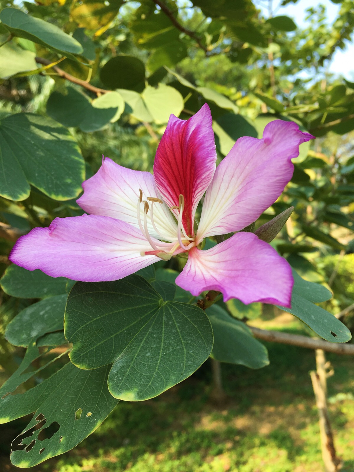 红花羊蹄甲