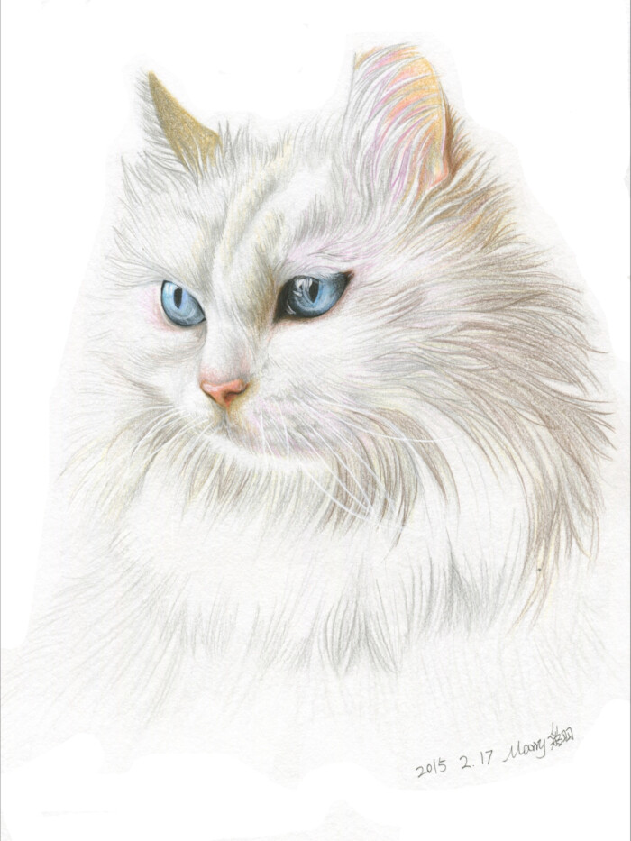 彩铅画 手绘猫咪