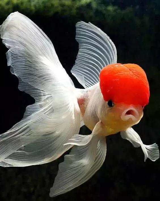 鹤顶红金鱼