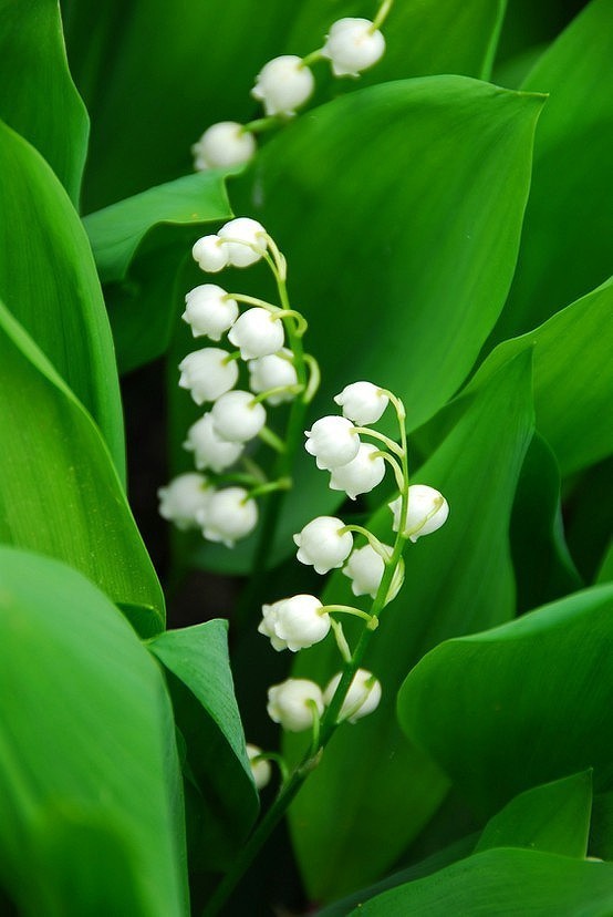 【铃兰的花语~ 幸福归来】铃兰的花为小型钟状花,生于花茎顶端呈总状