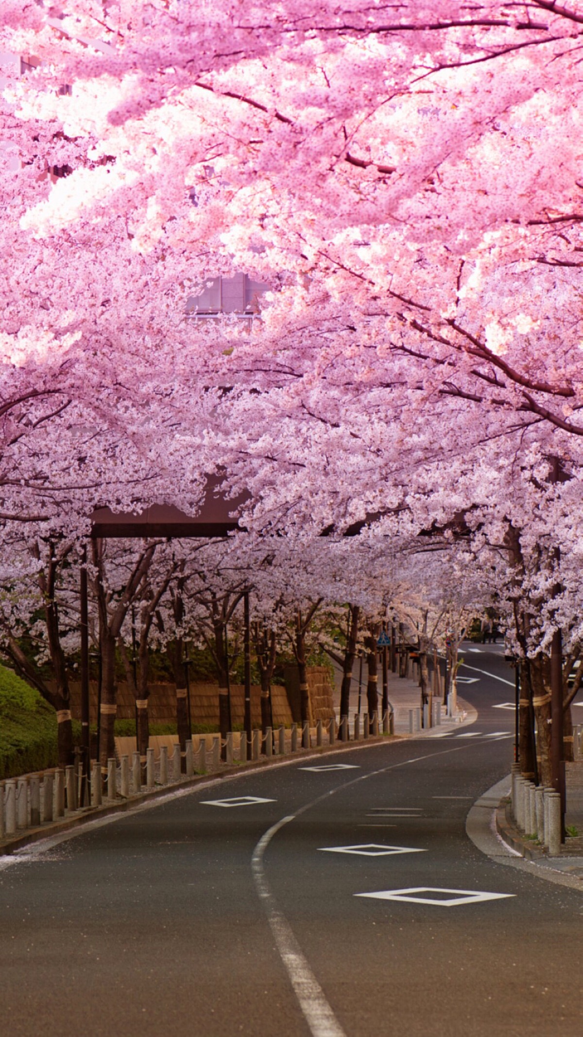 风景 街景 旅行 美景 鲜花 清新 摄影 田园 绿色 自然 淡雅 风景名胜