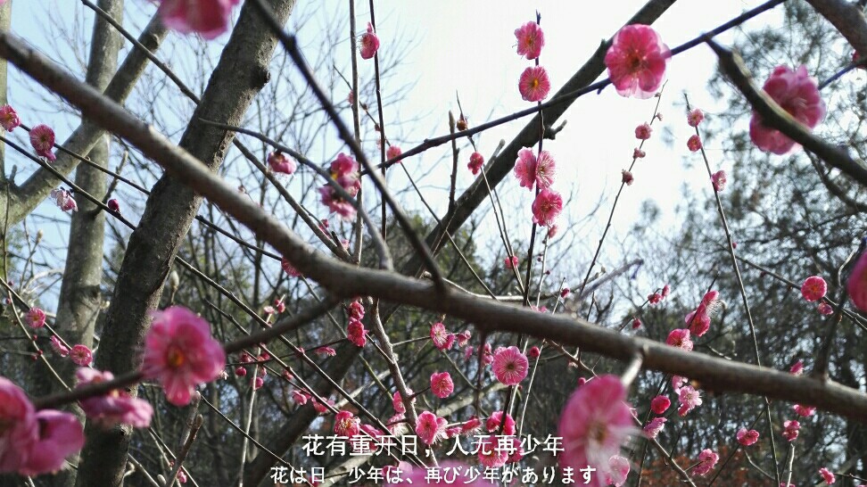 花有重开日,人无再少年