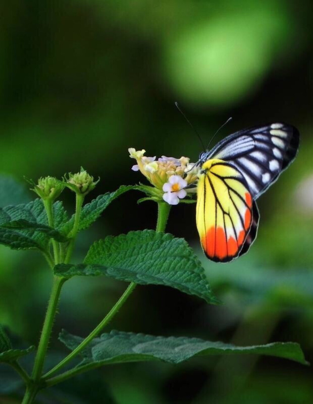 红肩粉蝶的颜色极为鲜艳,在粉蝶世界中,甚为少见,目前仅在云南的南部