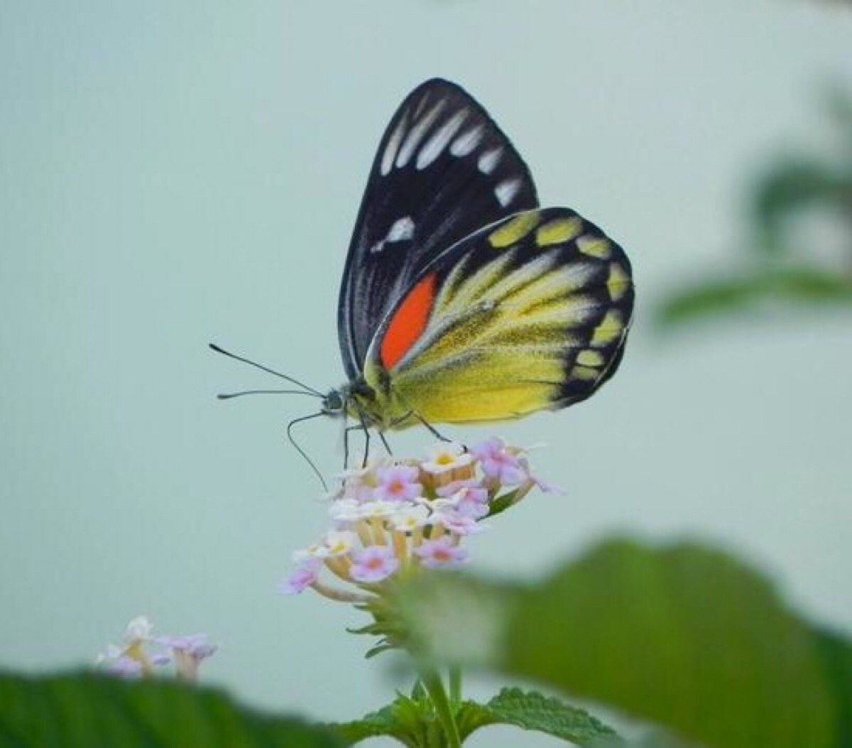 红肩粉蝶的颜色极为鲜艳,在粉蝶世界中,甚为少见,目前仅在云南的南部