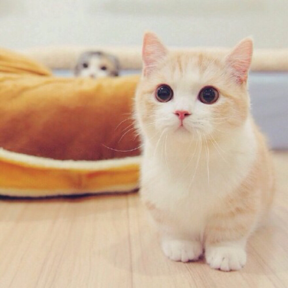 猫头像 
