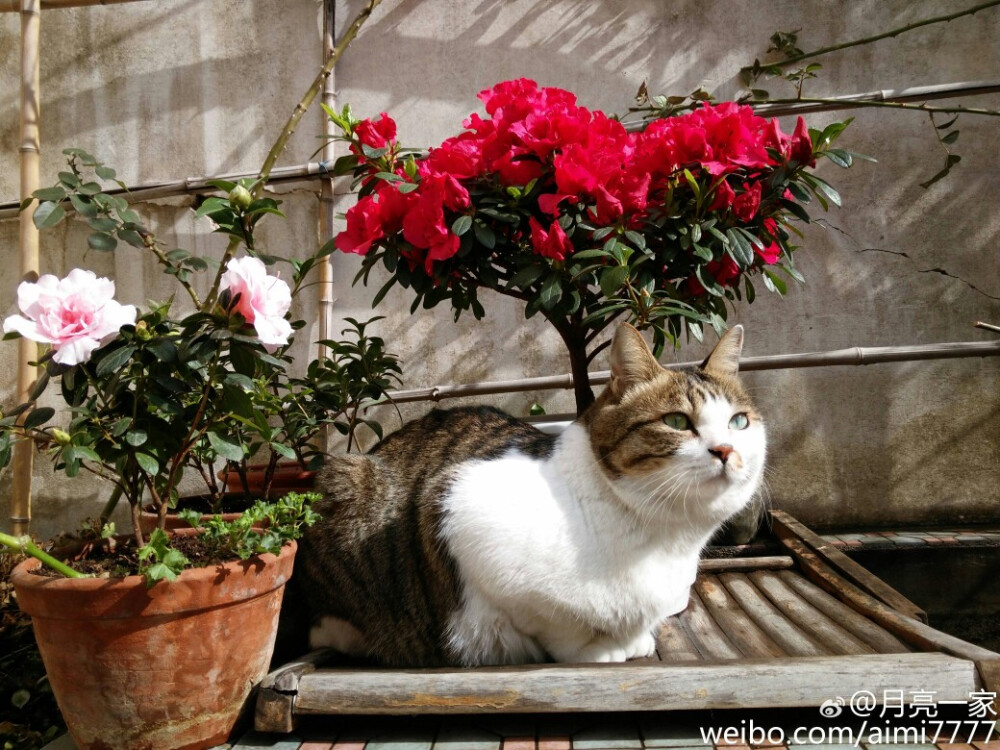 花猫