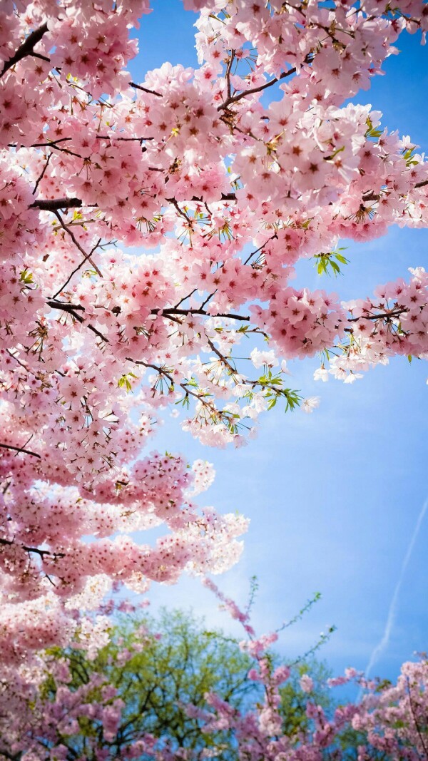 高清壁纸 桃花三月 风景