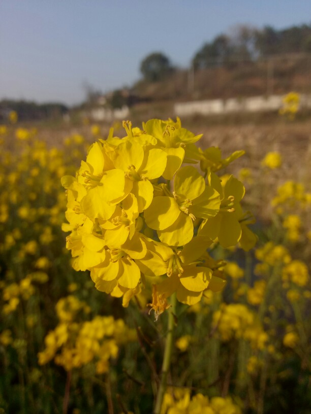 油菜花 堆糖,美图壁纸兴趣社区