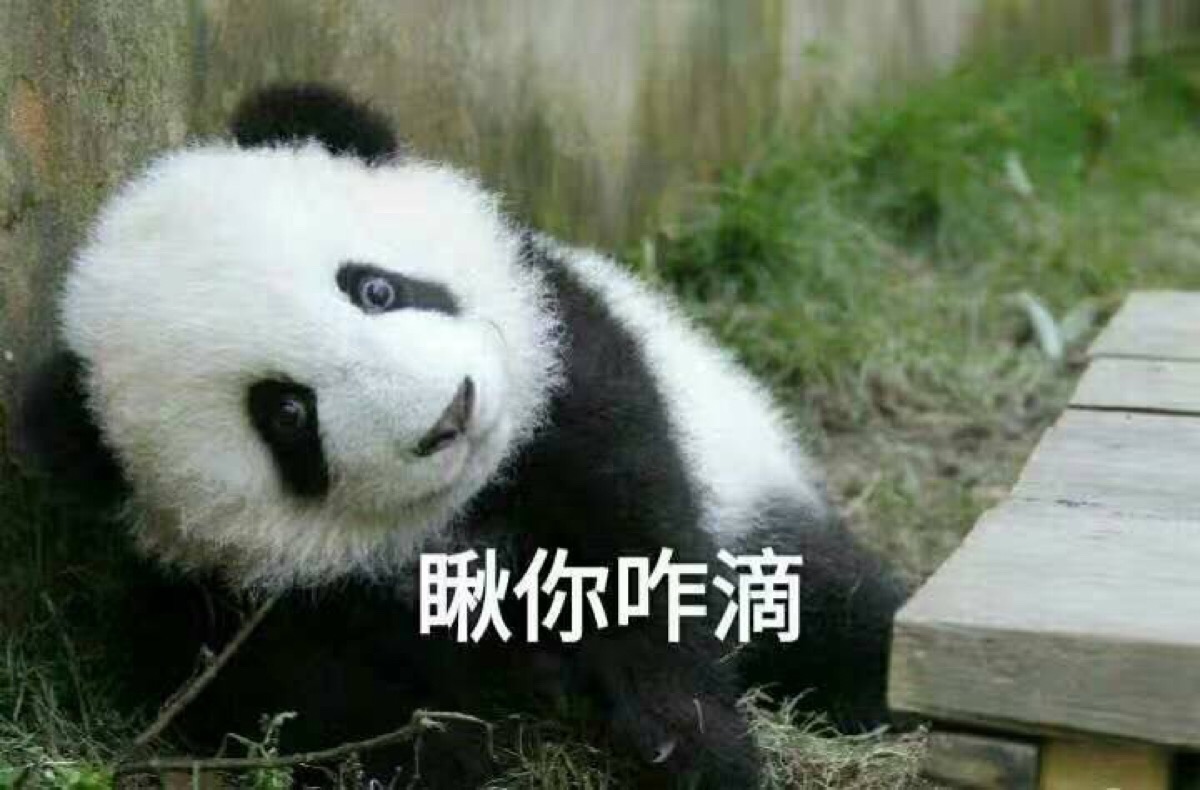 滚滚表情包