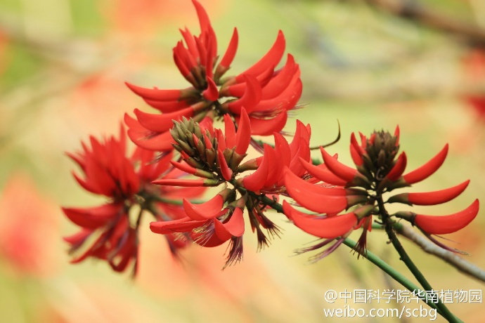 刺桐(erythrina variegata,又名海桐,蝶形花科小乔木,枝干上散生皮刺