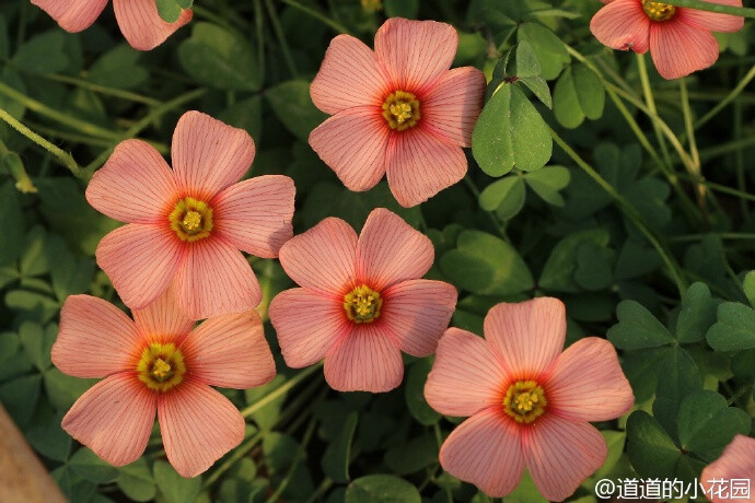 钝叶酢浆草'燃烧的心 oxalis obtusa'burning heart zw029,诨名'