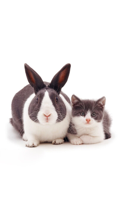 猫咪和兔子