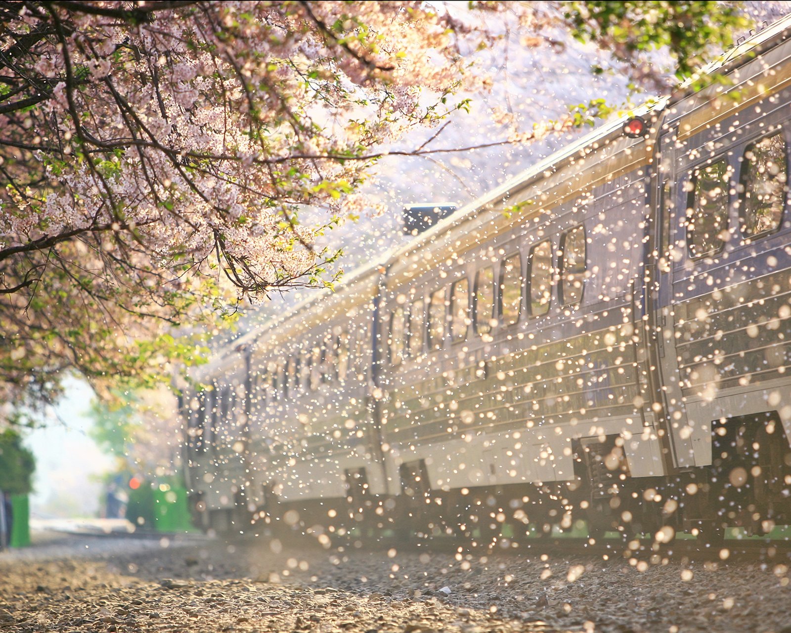 高清壁纸(樱花雨落)