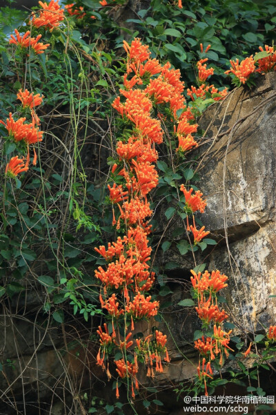 炮仗花(pyrostegia venusta,紫葳科常绿木质大藤本,花橙红色,连串着