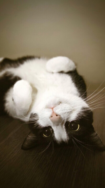 奶牛猫 - 堆糖,美图壁纸兴趣社区