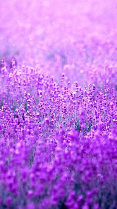 薰衣草