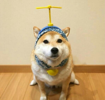 土柴犬头像