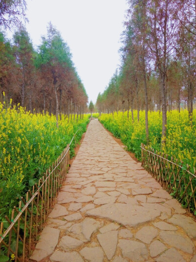 油菜花的小路.