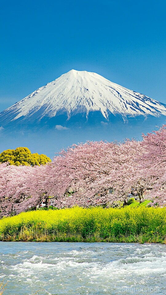 日本樱花 富士山 - 堆糖,美图壁纸兴趣社区