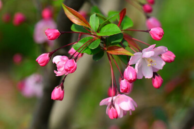 垂丝海棠(malus halliana)