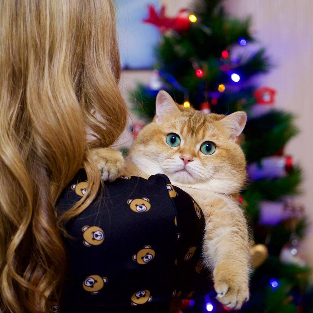 去哪呢 ~ 来自俄罗斯的橘猫hosico~~萌胖哒