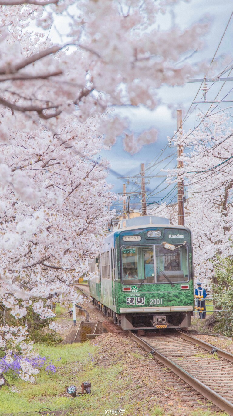 樱花 日本风景