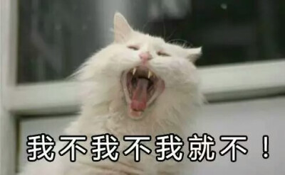 喵式傲娇表情包