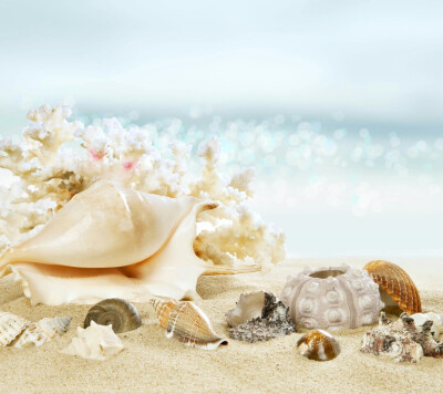 大海,贝壳,沙滩,壁纸