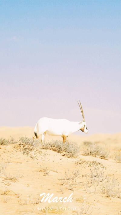 三月壁纸 沙漠 动物 意境 竖屏壁纸 唯美 文艺 小清新 摄影:moon