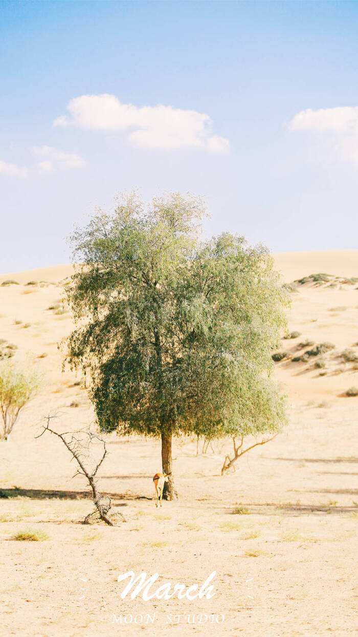 三月壁纸 沙漠 意境 竖屏壁纸 唯美 文艺 小清新