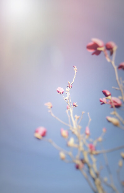 手机壁纸 木兰花开 春天 粉色 蓝色 宁静 淡雅