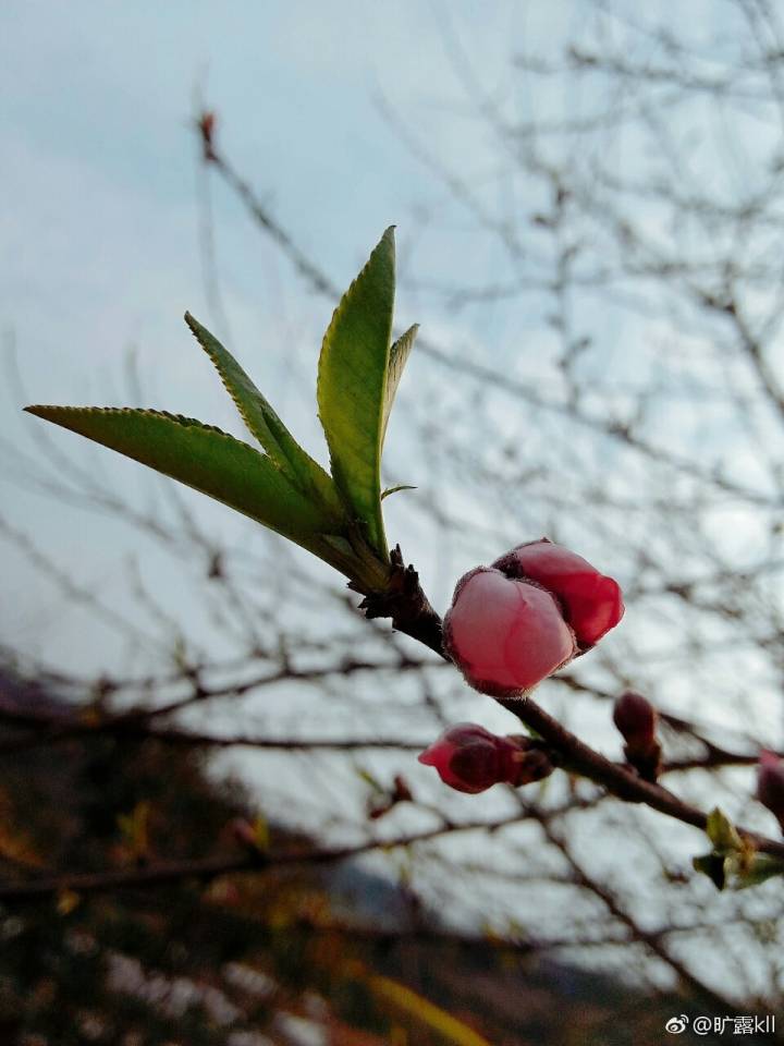 含苞待放的桃花