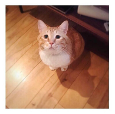 猫 颓废