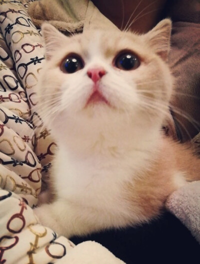 水灵的大眼睛*卡哇伊猫咪,宋叮当