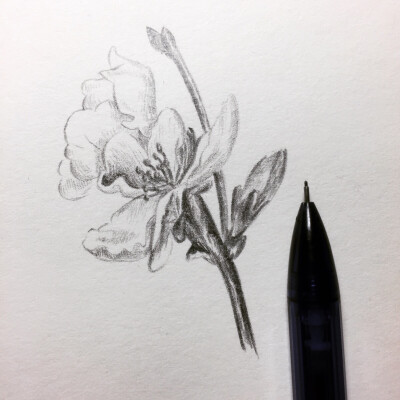 点赞  评论  十分钟速写 雨后残花 0 3 gongtianyao_  发布到  画画